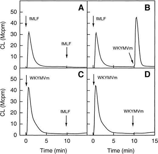 Fig. 6. Desensitization of neutrophil superoxide production. / In the upper part of the figure (A and B) the cells were first activated with fMLF (10−7 mol/L) and this was then followed (10 minutes later) by a restimulation with the same concentration of either fMLF (A; homologous desensitization) or WKYMVm (B; no desensitization). In the lower part of the figure (C and D) the cells were first activated with WKYMVm (10−7 mol/L) and this was then followed (10 minutes later) by a restimulation with the same concentration of either WKYMVm (C; homologous desensitization) or fMLF (D; heterologous desensitization). The arrows indicate the times for addition of an agonist and the curves are from a representative experiment. Abscissa, time of study (minute); ordinate, cellular production of superoxide anion expressed in CL units (Mcpm = 106 cpm).