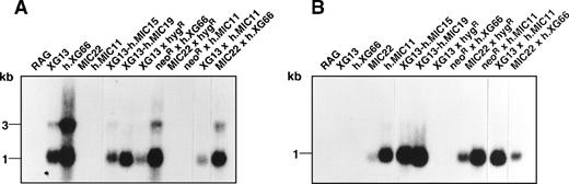 Fig. 1. Northern blot analysis of the XG and MIC2transcripts from transfected RAG clones and somatic hybrid derivatives. / Twenty micrograms total RNA from the different cell lines were hybridized under high-stringency conditions with either the XG(A) or MIC2 (B) cDNA probes. Identical amounts of RNA were deposited in each lane, as determined by densitometry analysis of ribosomal RNA under ultraviolet light illumination (not shown).