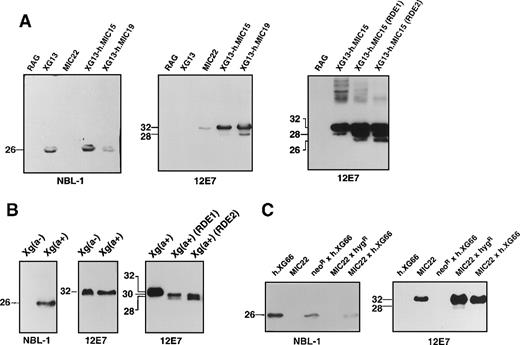 Fig. 2. Western blot analysis of the XG and CD99 proteins from transfected RAG clones, somatic hybrid derivatives, and erythrocytes. / Proteins from cell lysates (RAG transfectants or somatic hybrids) or erythrocyte membranes were subjected to SDS-PAGE on a 12% (wt/vol) polyacrylamide gel, transferred to nitrocellulose sheets (Schleicher and Schuell, Dassel, Germany), probed with either NBL-1 or 12E7 monoclonal antibodies (as indicated below the blots), and revealed by chemiluminescence (ECL reagent, Amersham). (A) Western blot analysis, using indicated antibodies, of lysates from single or double transfectants (names above blots; details of transfectants given in Table 1) or nontransfected RAG cells. Right-hand panel represents Western blot analysis with monoclonal antibody 12E7 after treatment of the clone XG13-h.MIC15 (CD99-expressing, RAG transfectant) with 0, 0.1 (RDE1), or 0.25 (RDE2) units of neuraminidase (as described in “Materials and methods”). Exposure times to radiographic films were 5 minutes for NBL-1 blots, 3 and 6 seconds for 12E7 blots on middle and right hand panels, respectively. (B) Western blot analysis, using indicated antibodies, of membrane lysates from erythrocytes from Xg(a−) (male, CD99-high expressor) or Xg(a+) (female) (exposure time, 1 minute). Right-hand panel represents Western blot analysis with monoclonal antibody 12E7 after treatment of Xg(a+) (female) erythrocytes with 0, 0.1 (RDE1), or 0.25 (RDE2) units of neuraminidase (as described in “Materials and methods”) (exposure time, 10 minutes). (C) Western blot analysis, using indicated antibodies, of lysates from somatic hybrids of the single transfectants h.XG66 (XG-expressing) and MIC22 (CD99-expressing) (details of transfectants given in Table 1) (exposure time, 6 minutes). The size (kd) of the detected bands was determined using rainbow-colored protein molecular weight markers.
