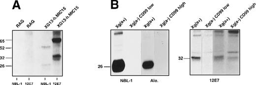 Fig. 3. Immune precipitation of the Xga and CD99 antigens from transfected RAG cells and erythrocytes. / (A) Intact nontransfected RAG cells or the clone XG13-h.MIC15 were125I-labeled and incubated with NBL-1 or 12E7 antibodies, as noted below the autoradiograph. Solubilized complexes were precipitated, separated on SDS-PAGE, and autoradiographed. (B) Erythrocyte surface proteins from Xg(a+) (female), Xg(a−) (male, CD99-high expressor) or Xg(a−) (female, CD99-low expressor) donors were 125I-labeled. Cell membranes were prepared, incubated with NBL-1 (or the anti-Xga serum Alo.) or 12E7 antibodies, and solubilized complexes were treated as in A. The size (kd) of the detected bands was determined using rainbow-colored protein molecular weight markers (Amersham).