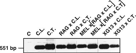 Fig. 4. RT-PCR analysis of the XG transcripts from B-LCLs and somatic hybrid derivatives. / Total-cell RNA from the indicated cell lines was reverse transcribed and PCR-amplified to obtain a fragment of 551 bp corresponding to the coding sequence of the XG cDNA. The PCR products were electrophoresed on a 1.2% (wt/vol) agarose gel, transferred to a nylon membrane (Hybond N+; Amersham), and hybridized with a32P-labeled internal oligonucleotide probe. C, control PCR without template cDNA. The size (bp) of the PCR products was checked with EcoRI–HindIII-digested λ DNA markers.
