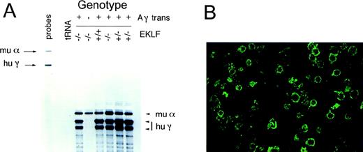 Fig. 1. Expression of human γ-globin in μLCR-Aγ+, EKLF−/− embryos. / (A) Human γ-globin is highly expressed in the fetal livers of μLCR-Aγ+ transgenic animals. RNase protection for human γ-globin and murine α-globin transcripts in E15 fetal liver-derived erythroid cells. The presence of the transgene and the EKLF genotype, as determined by Southern blotting, is indicated above each lane. The specific activity of the human γ-globin probe was 10-fold greater than the murine α-globin probe. Migration of undigested murine α-globin and human γ-globin riboprobes is indicated by arrows. The protected mRNA species corresponding to murine α-globin and human γ-globin are indicated by arrowheads. (B) Human γ-globin protein was readily detectable by immunofluorescence in fetal liver cells of embryos harboring the μLCR-Aγ transgene. Cytocentrifuge preparations of E15 fetal liver cells from EKLF−/− Aγ+ embryos were stained with a FITC-conjugated monoclonal antibody raised against HbF (see “Materials and Methods”). There was no detectable green fluorescence in a control sample of EKLF−/−Aγ− fetal liver cells (not shown).
