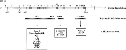 Fig. 1. Schematic representation of 4.1R complementary DNA (cDNA) and functional domains. / The 17 nucleotides (NTs) at the 5′ end of exon 2 and exon 14, 15, 17a, and 17b sequences are absent from the erythroid mRNA isoform. Functional domains deduced from limited chymotryptic digestion are shown at the bottom of the cDNA depiction. The 4.1R interacts with many membrane or intracellular components. Some of these interactions (asterisks) were found in nonerythroid cells. PS indicates phosphatidylserine; and CaM, calmodulin. ▨, constitutive coding sequences; , alternative coding sequences; ⊠, alternative non-coding sequence; □, untranslated regions.