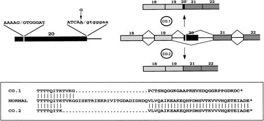 Fig. 7. The splicing defect in 4.1R Coimbra. / The G→A substitution precludes the splicing at the exon 20 donor splice site and partly activates an internal cryptic site 10 NTs downstream of the acceptor site. This splicing alteration leads to the production of CO.1 and CO.2 isoforms, with a partial and a total skipping of exon 20, respectively. CO.1 would possibly encode an out-of-frame C-terminal amino acid sequence. The predicted amino acid sequences of the truncated C-terminals are aligned to the wild-type sequence at the bottom.