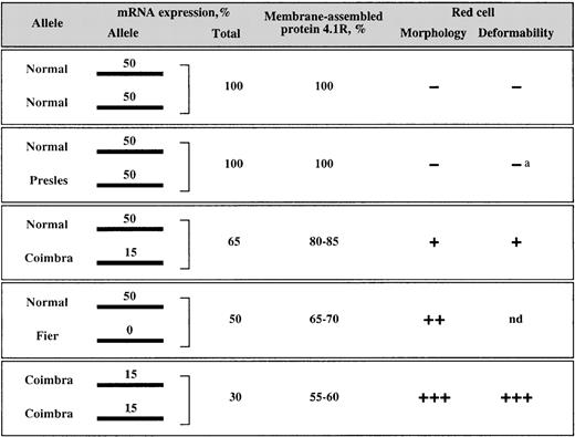Fig. 9. Correlation of mRNA expression with protein assembly and membrane functional properties. / Minus signs indicate the absence of membrane defects; plus signs, the presence and degree of functional alterations; a, Feo et al (unpublished data); and nd, not determined. The 4.1R Fier is a typical 4.1R deficiency, in which only 1 haploid set of 4.1R is expressed. Therefore, the red cell membrane properties in family A must be comparable to those described for most of the heterozygous 4.1R deficiencies reported to date, including heterozygous 4.1R Algiers2021 (Figure 5).