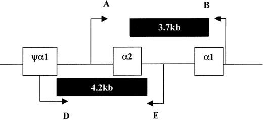 Fig. 1. Schematic representation of 1 and 2 genes showing position and orientation of primers. / Primers A and B amplify a 1.8 kb fragment and D and E amplify a 2.1 kb fragment for −α3.7 and −α4.2 deletions, respectively. An amplification product of 3.2 kb for A and E primer pair indicates the presence of normal allele.