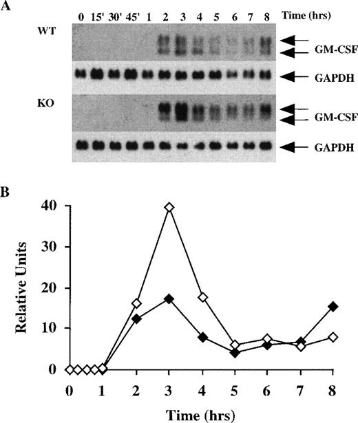 Fig. 2. Time course of GM-CSF mRNA accumulation in BMSCs stimulated with LPS. / (A) 60 mm dishes containing confluent BMSCs derived from wild-type (WT) or TTP-deficient (KO) mice were prepared as described in “Materials and Methods.” Cells were then stimulated with LPS (1 μg/mL), and RNA was extracted at different time points for up to 8 hours. Then, 16 μg of total cellular RNA was separated on a 1.5% agarose gel, and Northern blotting and hybridization with a mouse GM-CSF cDNA probe were performed as described in “Materials and Methods.” Blots were exposed to autoradiographic film in the same cassette for 3 days. The arrows indicate the position of the 2 species of GM-CSF mRNA, of approximately 1.0 and 0.8 kb. Note the clear presence of the 2 species in the WT cells, whereas the 0.8-kb band was decreased in the KO cells. Note also that GM-CSF mRNA was already detectable after 1 hour in the KO cells, but was not detectable until 2 hours in the WT cells. The same blots were then hybridized with a rat GAPDH cDNA probe as a loading control, as indicated. Exposure of the blots to film for GAPDH mRNA was 2 hours. (B) Relative amounts of GM-CSF mRNA after normalization to GAPDH mRNA. Solid symbols, WT; open symbols, TTP-deficient cells.