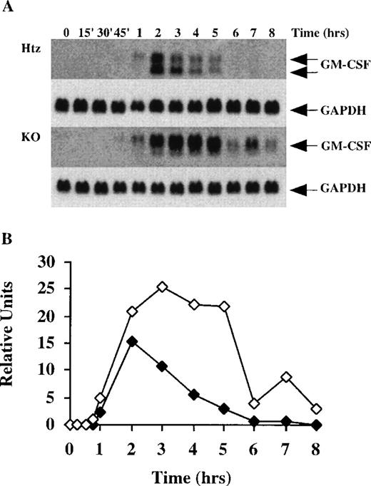 Fig. 3. Time course of GM-CSF mRNA accumulation in BMSCs stimulated with TNF-. / (A) This experiment was similar to the one described in the legend to Figure 2, except that the control cells were derived from an Htz mouse, and were stimulated with TNF-α (10 ng/mL) instead of LPS; 20 μg of total cellular RNA was loaded into each gel lane. The blots for GM-CSF mRNA were exposed to autoradiographic film in the same cassette for 7 days. Note the clear presence of the 2 species of GM-CSF mRNA in the Htz cells, whereas the smaller band was essentially absent in the KO cells. Note also that GM-CSF mRNA was already detectable after 45 minutes in the KO cells, but was not detectable until 1 hour in the Htz cells; in addition, GM-CSF mRNA was detectable for up to 8 hours in the KO cells, whereas the mRNA was not detected after 5 hours in the Htz cells. As in Figure 2, the same blots were then hybridized with a rat GAPDH cDNA probe as a loading control; exposure of the blots to film for GAPDH mRNA was 2 hours. (B) Relative amounts of GM-CSF mRNA after normalization to GAPDH mRNA. Solid symbols, Htz; open symbols, TTP-deficient cells.