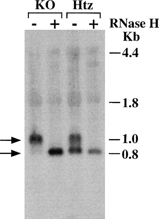 Fig. 4. Evidence that the smaller species of mouse GM-CSF mRNA represents deadenylated mRNA. / BMSCs were stimulated with TNF-α (10 ng/mL) for 2 or 3 hours, and total cellular RNA was harvested as described in “Materials and Methods.” As indicated, the RNA samples were treated with 1 unit of RNase H for 40 minutes at 37°C, then loaded onto a gel and used for Northern blotting. −, no RNase H was used, and 16 μg of total cellular RNA from BMSCs treated with TNF-α for 2 hours (samples 2Htz and 2KO in Figure 3) was loaded into each lane. +, oligonucleotide poly(dT)12-18 (1 μg) and RNase H were added to 10 μg of RNA from BMSCs treated with TNF-α for 3 hours (samples 3Htz and 3KO in Figure 3). The Northern blot was probed with a 32P-labeled mouse GM-CSF cDNA. The positions of the 18S and 28S ribosomal RNA are indicated as 1.8 kb and 4.4 kb, respectively. The position of the fully deadenylated mouse GM-CSF mRNA is indicated as 0.8 kb. (The mouse GM-CSF mRNA without its polyA tail contains 775 bases.) The position of the polyA-containing mouse GM-CSF mRNA is indicated as 1.0 kb; this approximate size was obtained from a semi-logarithmic plot derived from the migration distances of the 18S and 28S ribosomal RNA and deadenylated mouse GM-CSF mRNA.