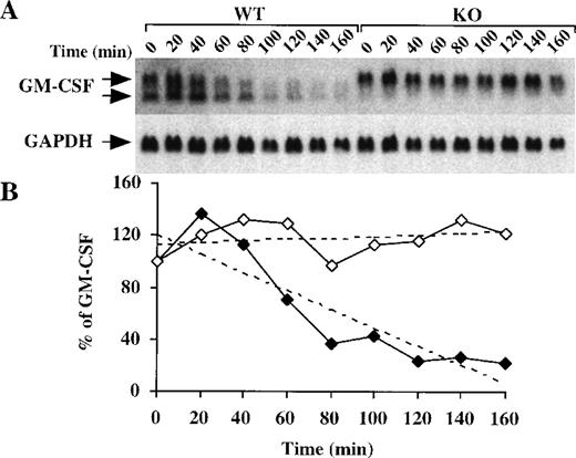 Fig. 5. GM-CSF mRNA stability in BMSCs after addition of actinomycin D. / (A) Confluent BMSCs were stimulated for 2 hours with LPS (1 μg/mL). The culture medium was then removed and replaced with fresh medium containing 5 μg/mL actinomycin D. Cells were harvested, and total cellular RNA was extracted at 20-minute intervals for 160 minutes. Then, 15 μg of total cellular RNA from each time point were separated on a 1.5% agarose gel, and Northern blotting and hybridization with a mouse GM-CSF cDNA probe were performed. The blots were exposed to autoradiographic film in the same cassette for 8 days. Arrows indicate the positions of the 2 species of GM-CSF mRNA. Note that the smaller band is essentially absent in the KO cells; note also that the GM-CSF mRNA dramatically decreased after 1 hour in the WT cells, whereas its level remained largely unaffected in the KO cells. The same blot was then hybridized with a rat GAPDH cDNA probe as a loading control; the exposure of this blot for GAPDH was 4 hours. (B) Relative amounts of GM-CSF mRNA after normalization to GAPDH mRNA. Solid diamonds, WT; open diamonds, TTP-deficient cells. The dotted lines represent the linear regression of the GM-CSF mRNA decay values. With the use of these regressions, the estimated half-lives for GM-CSF mRNA were found to be 99 minutes in the WT cells but were impossible to determine in the TTP-deficient cells.