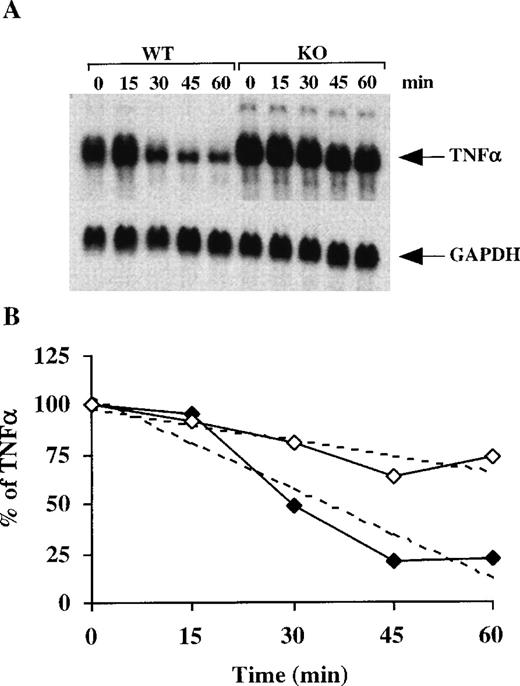 Fig. 6. TNF- mRNA stability in BMSCs after the addition of actinomycin D. / (A) Confluent BMSCs were stimulated for 2 hours with LPS (1 μg/mL). The culture medium was then removed and replaced with fresh medium containing 5 μg/mL actinomycin D. Cells were harvested, and total cellular RNA was extracted at 15-minute intervals for 60 minutes. Then, 20 μg of total cellular RNA from each time point was separated on a 1.5% agarose gel, and Northern blotting and hybridization with a mouse TNF-α cDNA probe were performed. The blots were exposed to autoradiographic film in the same cassette for 2 days. The arrow indicates the position of TNF-α mRNA. The same blot was then hybridized with a rat GAPDH cDNA probe as a loading control; the exposure of this blot for GAPDH was 12 hours. (B) Relative amounts of TNF-α mRNA after normalization to GAPDH mRNA. Solid diamonds, WT; open diamonds, TTP-deficient cells. The dotted lines represent the linear regression of TNF-α mRNA decay. With the use of these regressions, the estimated half-lives for TNF-α mRNA were found to be 35 minutes in the WT cells and 90 minutes in the TTP-deficient cells.