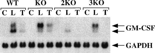 Fig. 7. Lack of response to TNF- in cells from double- and triple-KO mice. / BMSCs were stimulated with LPS (1 μg/mL) or TNF-α (10 ng/mL) for 3 hours. Cells were then harvested; RNA was extracted; and 20 μg of total cellular RNA was separated on a 1.5% agarose gel and used for Northern blotting with a mouse GM-CSF cDNA probe. The blots were exposed to autoradiographic film for 6 days. WT indicates wild-type mice; KO indicates TTP-deficient mice; 2KO indicates mice deficient in both TNF-α receptors, but WT for TTP; 3KO indicates mice deficient in TTP and both TNF-α receptors. C, control; L, LPS (1 μg/mL); T, TNF-α (10 ng/mL). The arrows indicate the positions of the 2 GM-CSF mRNA species. Note the absence of response to TNF-α in the cells derived from double- and triple-KO mice. The same blots were hybridized with a rat GAPDH cDNA probe as a loading control. Exposure of the blots to autoradiographic film for GAPDH mRNA was 4 hours.
