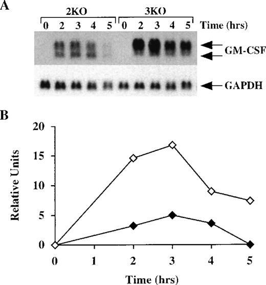 Fig. 8. GM-CSF mRNA expression in BMSCs from triple-KO mice. / (A) BMSCs were stimulated with LPS (1 μg/mL) for up to 5 hours; cells were then harvested; RNA was extracted; and 14 μg of total cellular RNA from each time point was separated on a 1.5% agarose gel and used for Northern blotting with a mouse GM-CSF cDNA probe. The blots were exposed to autoradiographic film for 7 days. 2KO indicates mice deficient in both TNF-α receptors, but WT for TTP; 3KO indicates mice deficient in TTP and both TNF-α receptors. The arrows indicate the positions of the 2 GM-CSF mRNA species. Note the greater levels of total GM-CSF mRNA in the 3KO samples, compared with the 2KO, as well as the virtually complete absence of the smaller species of GM-CSF mRNA in the 3KO samples. Note also that the GM-CSF mRNA was almost undetectable by 5 hours in the 2KO cells, but was still present in readily detectable amounts in the 3KO cells. The same blots were hybridized with a rat GAPDH cDNA probe as a loading control. Exposure of the blots to autoradiographic film for GAPDH mRNA was 2 hours. (B) Relative amounts of GM-CSF mRNA after normalization to GAPDH mRNA. Solid diamonds, 2KO; open diamonds, 3KO cells. (C) BMSCs were stimulated with LPS (1 μg/mL) for 2 hours; the culture medium was then removed and replaced by fresh medium containing 5 μg/mL actinomycin D. Cells were harvested and RNA was extracted at 20-minute intervals for 160 minutes. Then, 15 μg of total cellular RNA from each time point was separated on a 1.5% agarose gel and used for Northern blotting with a mouse GM-CSF cDNA probe. The blot was exposed to film for 8 days. The arrows indicate the positions of the 2 GM-CSF mRNA species. Note the rapid disappearance of both species of GM-CSF mRNA in the samples from the 2KO cells, whereas GM-CSF mRNA levels remained essentially unchanged in the 3KO cells. Note also the virtually complete absence of the lower species of GM-CSF mRNA in the samples from the 3KO cells. The same blots were hybridized with a rat GAPDH cDNA probe as a loading control. Exposure of the blots to autoradiographic film for GAPDH mRNA was 4 hours. (D) Relative amounts of GM-CSF mRNA after normalization to GAPDH mRNA. Solid diamonds, WT; open diamonds, TTP-deficient cells. The dotted lines represent the linear regression of GM-CSF mRNA decay. With the use of these regressions, the estimated half-lives for GM-CSF mRNA were found to be 49 minutes in the 2KO cells but were impossible to determine in the 3KO cells.