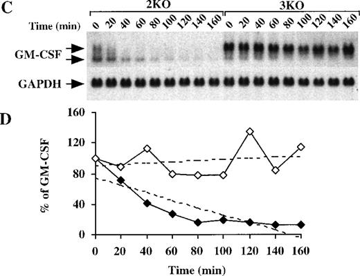 Fig. 8. GM-CSF mRNA expression in BMSCs from triple-KO mice. / (A) BMSCs were stimulated with LPS (1 μg/mL) for up to 5 hours; cells were then harvested; RNA was extracted; and 14 μg of total cellular RNA from each time point was separated on a 1.5% agarose gel and used for Northern blotting with a mouse GM-CSF cDNA probe. The blots were exposed to autoradiographic film for 7 days. 2KO indicates mice deficient in both TNF-α receptors, but WT for TTP; 3KO indicates mice deficient in TTP and both TNF-α receptors. The arrows indicate the positions of the 2 GM-CSF mRNA species. Note the greater levels of total GM-CSF mRNA in the 3KO samples, compared with the 2KO, as well as the virtually complete absence of the smaller species of GM-CSF mRNA in the 3KO samples. Note also that the GM-CSF mRNA was almost undetectable by 5 hours in the 2KO cells, but was still present in readily detectable amounts in the 3KO cells. The same blots were hybridized with a rat GAPDH cDNA probe as a loading control. Exposure of the blots to autoradiographic film for GAPDH mRNA was 2 hours. (B) Relative amounts of GM-CSF mRNA after normalization to GAPDH mRNA. Solid diamonds, 2KO; open diamonds, 3KO cells. (C) BMSCs were stimulated with LPS (1 μg/mL) for 2 hours; the culture medium was then removed and replaced by fresh medium containing 5 μg/mL actinomycin D. Cells were harvested and RNA was extracted at 20-minute intervals for 160 minutes. Then, 15 μg of total cellular RNA from each time point was separated on a 1.5% agarose gel and used for Northern blotting with a mouse GM-CSF cDNA probe. The blot was exposed to film for 8 days. The arrows indicate the positions of the 2 GM-CSF mRNA species. Note the rapid disappearance of both species of GM-CSF mRNA in the samples from the 2KO cells, whereas GM-CSF mRNA levels remained essentially unchanged in the 3KO cells. Note also the virtually complete absence of the lower species of GM-CSF mRNA in the samples from the 3KO cells. The same blots were hybridized with a rat GAPDH cDNA probe as a loading control. Exposure of the blots to autoradiographic film for GAPDH mRNA was 4 hours. (D) Relative amounts of GM-CSF mRNA after normalization to GAPDH mRNA. Solid diamonds, WT; open diamonds, TTP-deficient cells. The dotted lines represent the linear regression of GM-CSF mRNA decay. With the use of these regressions, the estimated half-lives for GM-CSF mRNA were found to be 49 minutes in the 2KO cells but were impossible to determine in the 3KO cells.