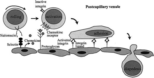 Fig. 1. Lymphocyte interaction with endothelium. / In the postcapillary venules selectin-sialomucin interactions mediate “rolling” of lymphocytes on endothelium. Chemokines presented by heparan sulfate proteoglycans on the endothelium can bind to chemokine receptors, which are G protein-coupled 7-membrane-spanning molecules. This leads to activation of members of the integrin family on the surface of lymphocytes. Interaction of integrins with their ligands results in stable adhesion of lymphocytes to endothelium and in diapedesis.