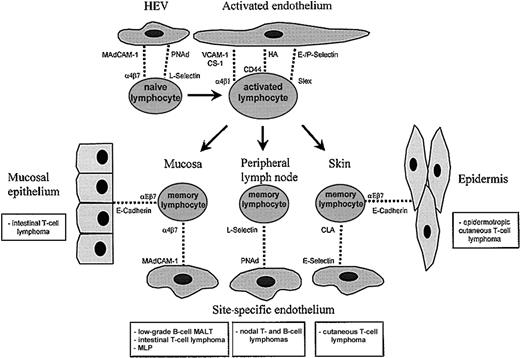 Fig. 2. Lymphocyte migration. / Lymphocyte migration is strictly regulated by cell adhesion receptors on lymphocytes (lymphocyte homing receptors) and endothelium (vascular addressins). Naive lymphocytes migrate randomly through the body because they express both α4β7 (for mucosal homing) and L-selectin (for homing to peripheral lymph nodes). Migration of activated lymphocytes to sites of inflammation involves several receptor-ligand pairs, including selectin-sialomucin, α4β1-VCAM-1, α4β1-CS-1, and CD44-hyaluronate interactions. Homing of memory lymphocytes is largely restricted to organs of primary antigenic stimulation. By binding to their vascular addressins, lymphocyte homing receptors α4β7, L-selectin, and CLA mediate tissue-specific homing to the mucosa, peripheral lymph node, and skin, respectively. Interaction of αEβ7 with E-cadherin A metastasisexpressed on epithelial cells is involved in positioning of lymphocytes in the epithelium of skin and mucosa. The NHLs related to lymphocyte populations with tissue-specific homing properties are shown in the boxes. These tumors usually display tissue-specific dissemination patterns and express homing receptors corresponding to the tissue of origin.