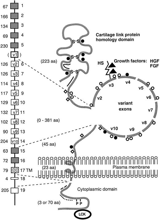 Fig. 4. Schematic representation of the CD44 gene and its encoded proteins. / The extracellular domain and cytoplasmic tail of CD44 isoforms vary in size as the result of alternative splicing. The alternatively spliced exons are indicated by open boxes. The human v1 exon contains a stop codon. In the model of the protein, all putative glycosylation sites are indicated: O-glycosylation (open circles); N-glycosylation (closed circles); chondroitin sulfate (open squares); heparan sulfate (HS) (rod). As indicated, the HS-binding site in exon v3 has the ability to bind growth factors, including hepatocyte growth factor/scatter factor (HGF/SF) and fibroblast growth factor (FGF). In addition, the hyaluronate-binding sites (double line), the disulfide bonds (S-S), the ankyrin binding site (. . . . .), the Ezrin-binding site (– – –), the phosphorylation sites (P), and the putative interaction site for the src-family kinase p56lckare indicated. aa, aminoacid; TM, transmembrane.