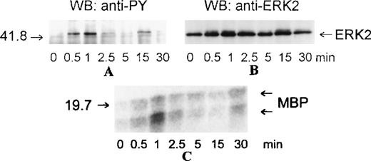 Fig. 1. Kinetics of ERK2 activation in eosinophils stimulated with eotaxin. / Eosinophils were incubated with medium or stimulated with eotaxin (10−8 mol/L) for 0.5, 1, 2.5, 5, 15, or 30 minutes. Cytosolic extracts were immunoprecipitated with the anti-ERK2 antibody. (A) Tyrosine phosphorylation of ERK2 was detected by Western blotting (WB) with the anti-phosphotyrosine (α-PY) antibody. (B) Concomitant bandshifting was detected by reprobing the membrane with the anti-ERK2 antibody. This also verified that the tyrosine-phosphorylated band was ERK2 (n = 3). (C) ERK2 immunoprecipitates were assayed for kinase activity using MBP as the substrate. The kinase activity following eotaxin stimulation paralleled the tyrosine phosphorylation profile of ERK2. The numbers on the left side of the panels indicate the position of the molecular weight markers.