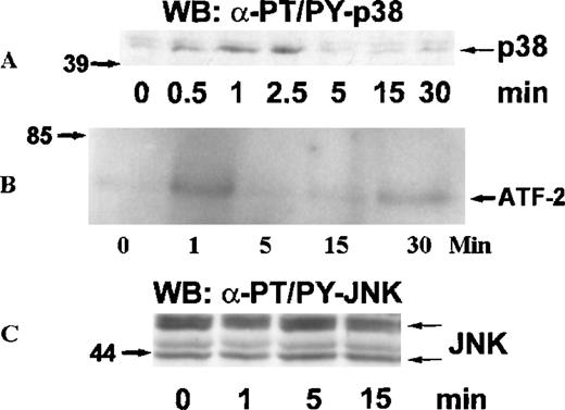 Fig. 2. Kinetics of p38 and JNK activation in eosinophils stimulated with eotaxin. / Eosinophils were stimulated and lysed as described for Figure 1. (A) Dual phosphorylation of p38 was detected by Western blotting with antibodies against threonine-tyrosine–phosphorylated p38 (α-PT/PY-p38) (n = 3). (B) p38 was immunoprecipitated from cytosolic extracts and tested in an immune-complex kinase assay using ATF-2 as the substrate. The activation of p38 was in agreement with the kinetics of dual phosphorylation. (C) JNK activation was assessed by Western blotting with antibodies against dual threonine-tyrosine–phosphorylated JNK (α-PT/PY-JNK) (n = 3). Eotaxin failed to stimulate JNK activation above baseline.