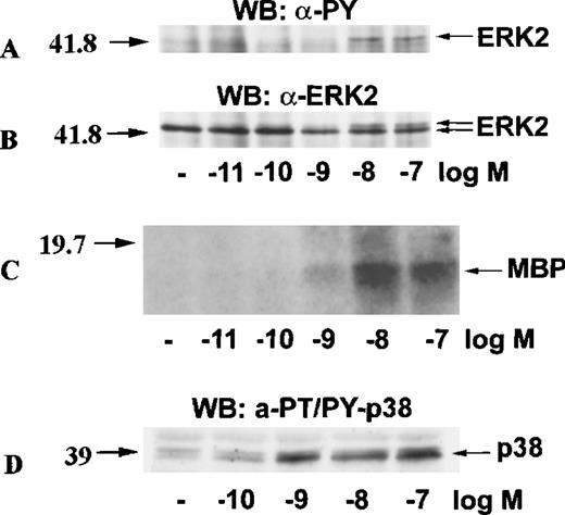 Fig. 3. Concentration-response of ERK2 and p38 activation in eotaxin-stimulated eosinophils. / Eosinophils were stimulated with various concentrations of eotaxin for 1 minute. For panels A, B, and C, cytosolic extracts were immunoprecipitated with the anti-ERK2 antibody. Tyrosine phosphorylation of ERK2 was detected by Western blotting with the anti-phosphotyrosine (anti-PY) antibody (A). Concomitant bandshifting was detected by reprobing the membrane with the anti-ERK2 antibody (B). This also verified that the tyrosine-phosphorylated band was ERK2 (n = 3). Further, the ERK2 immunoprecipitates were studied for kinase activity using MBP as the ERK2 substrate (C). For detection of p38 activation, cytosolic extracts underwent Western blotting with antibodies against dual threonine-tyrosine–phosphorylated p38 (α-PT/PY-p38) (D). The activation of both ERK2 and p38 by eotaxin was concentration-dependent.