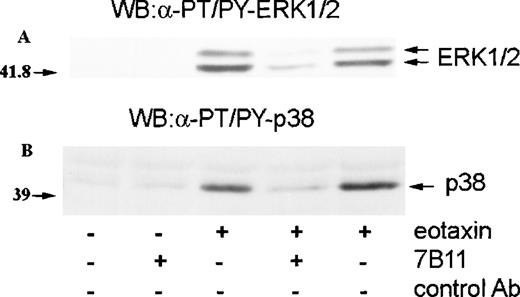 Fig. 4. Involvement of CCR3 in MAP kinase activation by eotaxin. / Eosinophils were preincubated with blocking monoclonal anti-CCR3 antibodies (7B11) or isotype-specific control antibodies for 30 minutes and stimulated with eotaxin (10−8 mol/L) for 1 minute. Cytosolic extracts underwent Western blotting with antibodies against dual threonine-tyrosine–phosphorylated ERK2 (α-PT/PY-ERK1/2) (A) or dual threonine-tyrosine–phosphorylated p38 (α-PT/PY-p38) (B). 7B11 blocked the phosphorylation of both ERK2 and p38.