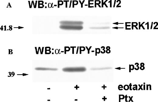 Fig. 5. Effect of pertussis toxin (Ptx) on MAP kinase activation by eotaxin. / Eosinophils were preincubated with buffer or Ptx (100 ng/mL) for 1 hour and stimulated with eotaxin (10−8 mol/L) for 1 minute. Cytosolic extracts were used for Western blotting with antibodies against dual threonine-tyrosine–phosphorylated ERK2 (α-PT/PY-ERK1/2) (A) or dual threonine-tyrosine–phosphorylated p38 (α-PT/PY-p38) (B). Ptx inhibited the phosphorylation of both ERK2 and p38.