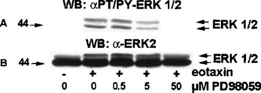 Fig. 6. Effect of MEK inhibitor PD98 059 on ERK2 activation in eotaxin-stimulated eosinophils. / Eosinophils were preincubated with medium or 0.5, 5.0, or 50 μM of PD98 059 for 30 minutes and stimulated with medium or eotaxin (10−8 mol/L) for 1 minute. Cytosolic extracts underwent Western blotting with the anti-phospho-ERK1/ERK2 antibody (A). The membrane was then stripped and reprobed with the anti-ERK2 antibody (B). PD98 059 blocked ERK1/2 phosphorylation in a dose-dependent manner (n = 4).