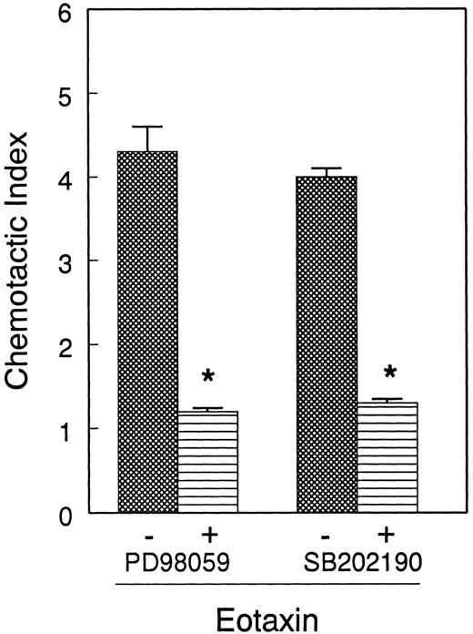 Fig. 8. Effect of PD98 059 and SB202 190 on eotaxin-induced eosinophil chemotaxis. / Eosinophils from 4 donors were preincubated with buffer, PD98 059 (10 μM), or SB202 190 (1 μM) for 30 minutes and applied to Boyden chemotaxis microchambers. The lower chambers contained eotaxin (10−8 mol/L). Eosinophils were allowed to migrate through polycarbonate membranes for 1 hour. The migrated cells were counted and presented as the number of eosinophils per 5 fields. Each experiment was performed in triplicate. The number of eosinophils migrated to buffer was below 20/5 fields. Both PD98 059 and SB202 190 inhibited eosinophil migration to eotaxin (*P < .05).