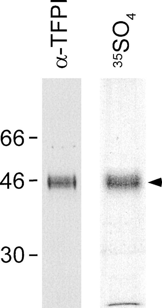 Fig. 5. 35SO4 is incorporated into TFPIC127. / C127 cells expressing human TFPI were incubated with35SO4 for 96 hours, after which the culture medium was collected and immunoprecipitated with anti-TFPI as described under “Materials and Methods.” The immunoprecipitates were analyzed via SDS-PAGE and autoradiography (right), or via Western blot analysis using TFPI monoclonal antibody 2H8 (left).