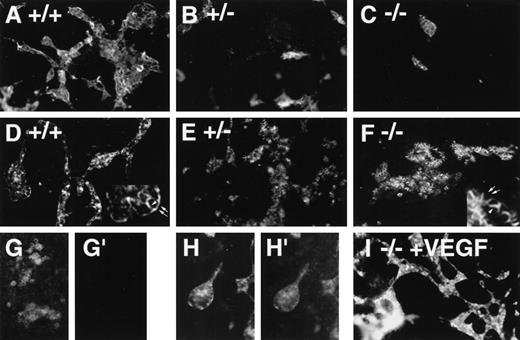 Fig. 1. Immunofluorescent antibody staining with vascular markers in VEGF mutant ES cell cultures. / ES cells were differentiated, fixed on day 6 (G, G′), day 8 (A-F, I), or day 9 (H-H′), and stained with antibodies to ICAM-2 (A-C, G′, H′) or PECAM (D-G, H, I), followed by a PE-conjugated secondary antibody. (A, D, G, G′, H, H′),VEGF +/+ cultures; (B, E) VEGF +/− cultures; (C, F) VEGF −/−cultures; (I) −/−VEGF culture differentiated in the presence of 15 ng/mL recombinant hVEGF-165 from day 3 to day 8. The insets in D and F illustrate the differences in PECAM staining patterns, with arrowheads showing staining of borders between PECAM-expressing cells and arrows showing staining of borders between PECAM-expressing and nonexpressing cells. (G, G′) +/+ day 6 culture stained with PECAM (G) and ICAM-2 (G′) to show the lack of ICAM-2 staining before the development of patent vasculature. (H, H′) +/+ day 9 culture stained with PECAM (H) and ICAM-2 (H′) to show ICAM-2 staining of patent vasculature. Magnification, 50×.