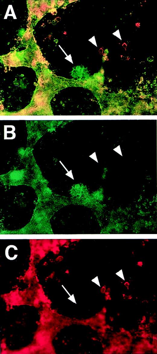 Fig. 6. PECAM/CD34 double-label immunofluorescent antibody staining of hemizygous VEGF mutant ES cultures. / Day 8 VEGF hemizygous (+/−) ES cultures were fixed and stained with rat antimouse CD34 (red) and rabbit polyclonal antimouse PECAM (green) antibodies, along with the appropriate secondary antibodies. Images were photographed with the appropriate FITC (B) or rhodamine (C) filters or with a double exposure using both filters sequentially (A). The arrow in each frame points to a clump of cells that stained with the PECAM antibody but not with the CD34 antibody. The arrowheads in each frame point to several individual cells that stained with the CD34 antibody but not with the PECAM antibody. Magnification, 50×.