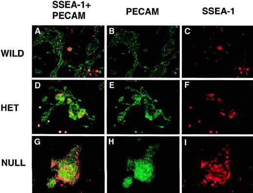 Fig. 7. PECAM/SSEA-1 double-label immunofluorescent antibody staining of VEGF mutant ES cultures. / Day 8 cultures were fixed and stained with mouse antimouse SSEA-1 (red) and rabbit polyclonal antimouse PECAM (green) antibodies, along with the appropriate secondary antibodies. Images were photographed with the appropriate FITC (B, E, H) or rhodamine (C, F, I) filters or with a double exposure using both filters sequentially (A, D, G). (A-C) Wild-type (+/+) VEGF ES cultures. (D-F) Hemizygous (+/−) VEGF mutant ES cultures. (G-I) Null (−/−) VEGF mutant ES cultures. Magnification, 50×.