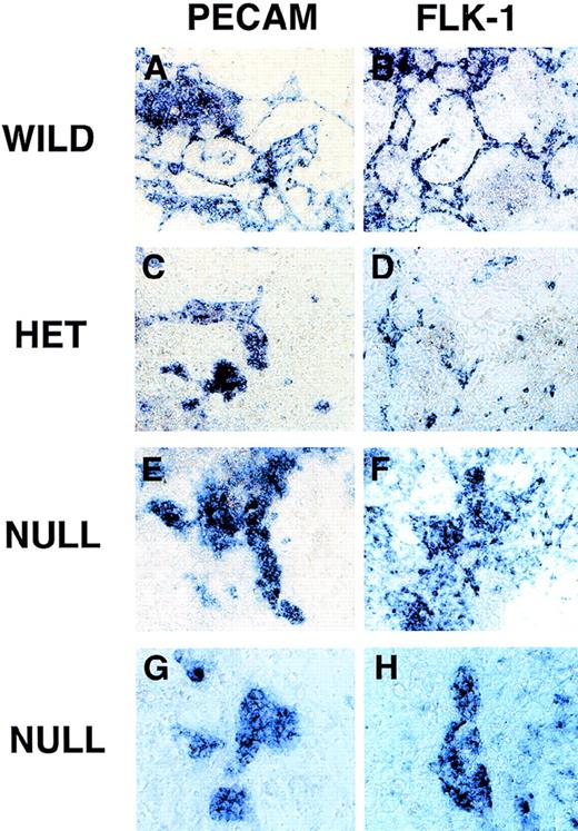 Fig. 8. RNA in situ hybridization of VEGF mutant ES cultures. / Day 8 cultures were fixed and processed for in situ hybridization as described in “Materials and methods.” Cultures were hybridized with an antisense PECAM probe (A, C, E, G) or an antisense flk-1 probe (B, D, F, H). (A, B) Wild-type (+/+) VEGF ES cultures. (C, D) Hemizygous (+/−) VEGF mutant ES cultures. (E-H) Null (−/−) VEGF mutant ES cultures. Magnification, (A-F) 50×, (G-H) 100×.
