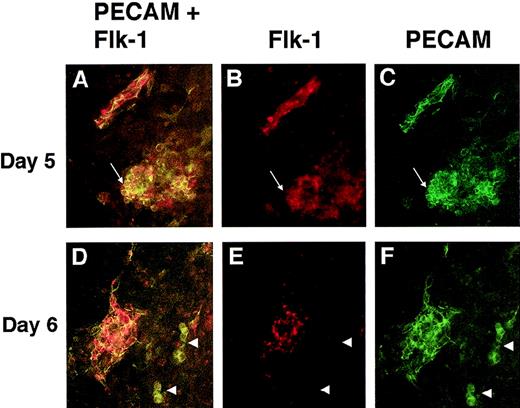 Fig. 9. PECAM/flk-1 double-label immunofluorescent antibody staining of VEGF mutant ES cultures. / Day 5 (A-C) or day 6 (D-F) null (−/−) VEGF mutant cultures were fixed and stained with rat antimouse PECAM (green) and rabbit antimouse flk-1 (red) antibodies, along with the appropriate secondary antibodies. Images were photographed with the appropriate FITC (C, F) or rhodamine (B, E) filters or with a double exposure using both filters sequentially (A, D). The arrows in A to C point to a clump of PECAM+ cells that partially stained for flk-1. The structure in the upper left is patent vasculature. Arrowheads in D to F point to clumps of PECAM+ cells that had no detectable staining for flk-1. The structure to the left is patent vasculature. Magnification, 50×.