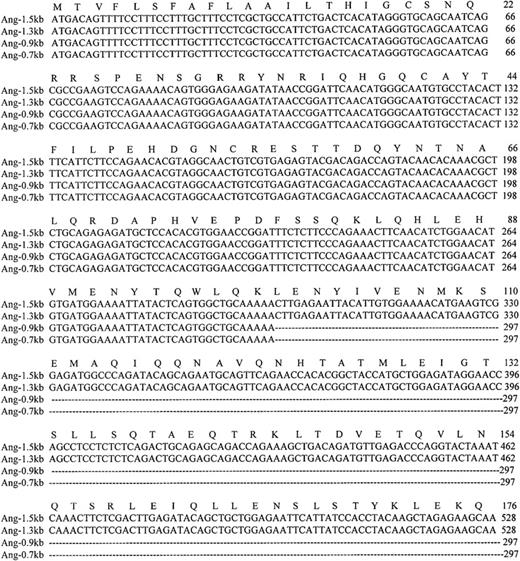 Fig. 3. Nucleotide and amino acid sequences of the coding region of the 4 Ang-1 isoforms. / Colinear sequence alignment of Ang-1 cDNA (Ang-1.5 kb) with isoforms Ang-1.3 kb, Ang-0.9 kb, and Ang-0.7 kb cDNA. The amino acid sequence of Ang-1.5 kb is shown above the nucleotide sequence. Dotted lines indicate the spliced sequences. Amino acid and nucleotide residues are numbered to the right of each sequence. The termination codon is indicated by an asterisk.