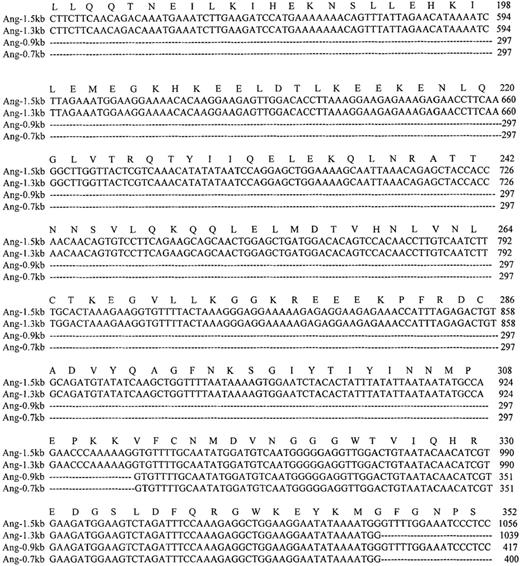 Fig. 3. Nucleotide and amino acid sequences of the coding region of the 4 Ang-1 isoforms. / Colinear sequence alignment of Ang-1 cDNA (Ang-1.5 kb) with isoforms Ang-1.3 kb, Ang-0.9 kb, and Ang-0.7 kb cDNA. The amino acid sequence of Ang-1.5 kb is shown above the nucleotide sequence. Dotted lines indicate the spliced sequences. Amino acid and nucleotide residues are numbered to the right of each sequence. The termination codon is indicated by an asterisk.