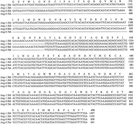 Fig. 3. Nucleotide and amino acid sequences of the coding region of the 4 Ang-1 isoforms. / Colinear sequence alignment of Ang-1 cDNA (Ang-1.5 kb) with isoforms Ang-1.3 kb, Ang-0.9 kb, and Ang-0.7 kb cDNA. The amino acid sequence of Ang-1.5 kb is shown above the nucleotide sequence. Dotted lines indicate the spliced sequences. Amino acid and nucleotide residues are numbered to the right of each sequence. The termination codon is indicated by an asterisk.