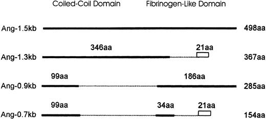 Fig. 4. Schematic diagram comparing the isoforms of Ang-1. / Ang-1.5 kb encodes the full-length Ang-1 of 498 amino acids (aa). Isoforms are represented by solid lines. Numbers above the solid line indicate the amino acids identical to the full-length isoform. Amino acids truncated are shown as broken lines. The divergence of predicted amino acids generated by splicing events in Ang-1.3 kb and Ang-0.7 kb (VVFKRSHWDSRKTEQPDLTRC) is shown as a rectangle. The length of each isoform is numbered to the right.