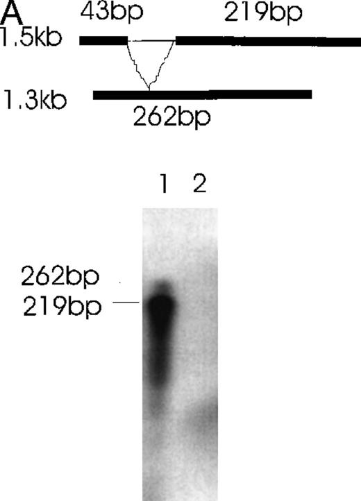 Fig. 6. Simultaneous detection of the alternatively spliced mRNA species of Ang-1 in CHRF cells by RNase protection assay. / Schematic diagrams of the strategy for determining the alternatively spliced mRNA of Ang-1 are shown on the upper panels of A and B. The thick lines represent fragments derived from various forms of Ang-1 that could be detected by this assay. The alternatively spliced parts of Ang-1 are shown as thin lines. (A) The designed 262-bp antisense probe is derived from the 1.3-kb isoform. Lane 1 shows the RNase-protected 262-bp product, indicating the presence of the 1.3-kb isoform and the 219-bp product representing the 1.5-kb and 0.9-kb isoforms. The 43-bp fragment (not shown) is small and seen only after a longer time exposure. Lane 2 shows the RNA extracted from DU145 cells as a negative control. (B) The designed 249-bp antisense probe is derived from the 0.9-kb isoform. The detected 249-bp band indicates the presence of the 0.9-kb isoform. The 146-bp and 103-bp bands represent the 1.5-kb or 1.3-kb isoforms.