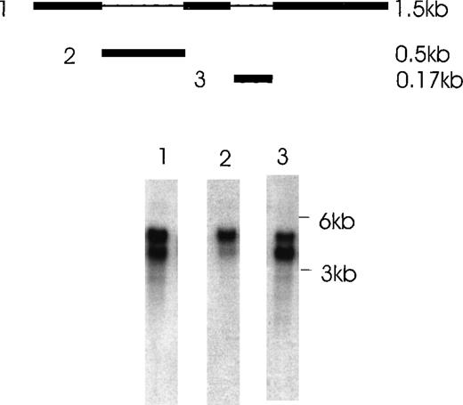 Fig. 7. Northern blot analysis of Ang-1 transcripts in CHRF cells. / Polyadenylated RNA (2 μg) was fractionated on a 1% agarose gel and transferred to nylon membranes. Membranes were hybridized with either probe 1,1.5 kb full-length Ang-1 or probe 2 (approximately 0.5 kb of the alternatively spliced part of Ang-1, which is absent in the 0.9-kb and 0.7-kb isoforms), or probe 3 (0.17 kb of the alternatively spliced part of Ang-1, which is absent in the 1.3-kb and 0.7-kb isoforms). A schematic diagram of the probes is shown in the upper panel. The thin lines represent the alternatively spliced parts of Ang-1 that gave rise to the 1.3-, 0.9-, and 0.7-kb isoforms. Lane 1, result from hybridization with probe 1, which detected all 4 mRNA isoforms; lane 2, hybridization with probe 2, which detected the 1.5-kb and 1.3-kb isoforms; lane 3, hybridization with probe 3, which detected the 1.5-kb and 0.9-kb isoforms. Sizes of RNA markers are given on the right.