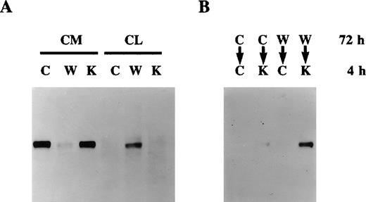 Fig. 2. Effect of warfarin on protein S secretion. / A. Human vascular smooth muscle cell (HVSMC) cultures at 90% confluency were incubated for 72 hours in control serum-free medium (C) or medium containing warfarin (1 μg/mL) (W) or vitamin K (1 μg/mL) (K). Conditioned media (CM) and cell lysates (CL) were analyzed by Western blotting using a rabbit anti-protein S antibody. B. HVSMC cultures at 90% confluency were incubated first for 72 hours with either control medium (C) or medium containing warfarin (1 μg/mL) (W); cells were then placed in new control medium (C) or medium containing vitamin K (10 μg/mL) (K), which was collected after 4 hours and analyzed by Western blotting using a rabbit anti-protein S antibody.