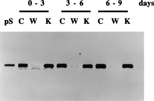 Fig. 3. Continued production of protein S by human vascular smooth muscle cells (HVSMCs) following extended periods of growth arrest. / HVSMC cultures at 90% confluency were placed in either control serum-free medium (C), medium containing vitamin K (1 μg/mL) (K), or warfarin (1 μg/mL) (W). Conditioned media were replaced every 3 days and were analyzed by Western blotting using a rabbit anti-protein S polyclonal antibody. pS represents 1 ng purified protein S.