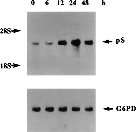 Fig. 6. Northern blot analysis of regulation of protein S messenger RNA expression by thrombin. / Human vascular smooth muscle cells (HVSMCs) at 90% confluency were incubated with α-thrombin (5 U/mL) for the indicated times. Total RNA was electrophoresed on 1.2% agarose gel, transferred to a nylon membrane, and sequentially hybridized with 32P-labeled protein S and G6PD complementary DNA probes.