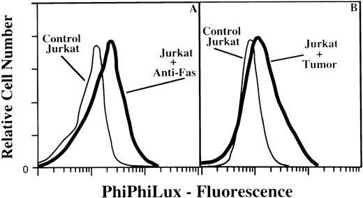 Fig. 4. Flow cytometric analysis of caspase activity in tumor- or Fas-stimulated T lymphocytes. / In (A) Jurkat cells were treated with anti-Fas Ab (CH-11, 200 ng/mL) for 16 hours at 37°C. In (B) Jurkat cells were cocultured on PCI-13 monolayer (tumor-to-lymphocyte cell ratio of 40:1) for 16 hours. At the end of the coincubation periods, the cells were treated with anti–CD3–fluorescein isothiocyanate followed by incubation with 10 μmol/L PhiPhiLux-G2D2 for 1 hour. CD3-positive cells were analyzed for caspase-3 cleavage activity of PhiPhiLux. Controls indicate baseline fluorescence of substrate-loaded cells in the absence of apoptotic stimulation. The percentage of positive cells for PhiPhiLux fluorescence was as follows: 5% in control; 38% in Jurkat treated with anti-Fas Ab; 31% in Jurkat coincubated with tumor cells.