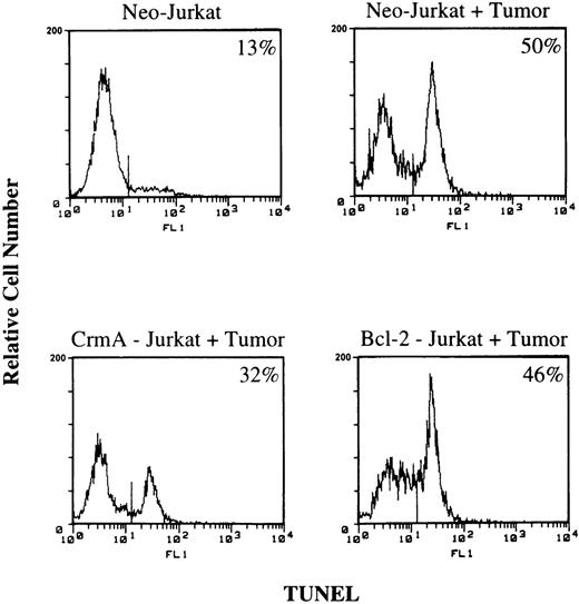 Fig. 6. Tumor-induced apoptosis in Jurkat cells stably transfected with CrmA, Bcl-2, or Neo vector alone. / Jurkat cells were coincubated with PCI-13 cells for 16 hours. The cells were then stained with anti–CD3-PE, fixed, and stained for DNA breaks by TUNEL. TUNEL staining was assessed by flow cytometry in CD3+-gated cells. The percentage of TUNEL-positive cells is indicated at the right corners.