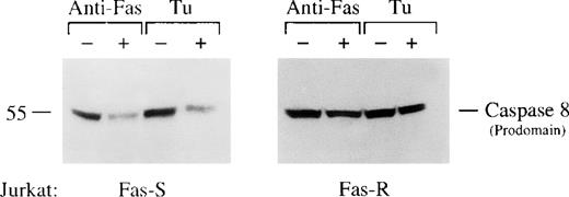 Fig. 7. Tumor-induced activation of caspase-8. / Fas-sensitive or Fas-resistant Jurkat cells were treated with agonistic anti-Fas Ab (CH-11, 200 ng/mL) or coincubated with tumor cells for 16 hours. At the end of the incubation period, Jurkat cells were negatively selected by removal of tumor cells, lysed, and assessed by Western blotting for loss in expression of caspase-8. Equal loading was confirmed by equivalent detection of nonspecific bands on the same membrane when stripped and probed for the presence of other caspases (not shown).