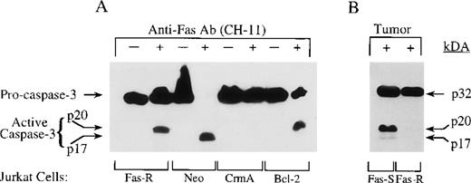 Fig. 8. Processing of caspase-3 in Jurkat cells treated with agonistic anti-Fas Ab or coincubated with tumor cells. / In (A) Jurkat cells, including Fas-resistant (Fas-R), Neo control, CrmA, and Bcl-2, were treated with CH-11 (200 ng/mL) for 16 hours. At the end of the incubation period, the cells were lysed and assessed by Western blotting for caspase-3 (anti-CPP32 mAb, 2.5 μg/mL). In (B) Fas-sensitive (Fas-S) and Fas-resistant Jurkat cells were coincubated with tumor cell (20:1 tumor-to-Jurkat cell ratio) for 16 hours. At the end of the coincubation period, Jurkat lymphocytes were negatively selected by removal of tumor cells, with the use of epithelial-specific anti-α6β4 mAb and magnetic beads. Negatively selected Jurkat cells were lysed and analyzed by Western blotting for processing of caspase-3.