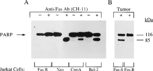 Fig. 9. Cleavage of PARP in apoptotic Jurkat cells. / In (A) Jurkat cells were treated with agonistic anti-Fas Ab; in (B) Jurkat cells were coincubated with tumor cells. Experimental details are similar to those described in Figure 8. C2-10 anti-PARP mAb was used for blotting (Enzyme System, 1:7500).