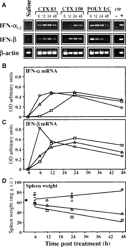 Fig. 1. RT-PCR analysis of IFN- and IFN-β mRNA levels in the spleen of mice treated with CTX or poly (I:C). / Seven-week-old DBA/2 mice were treated intraperitoneally with CTX (83 mg/kg, Δ, and 150 mg/kg, □); poly (I:C) (0.15 mg/mouse), ○; or saline, •. After 6, 12, 24, and 48 hours, mice were killed, and total spleen RNA was isolated and assayed for the presence of IFN-α and IFN-β mRNAs by RT-PCR as described in “Materials and methods.” Reaction products were run on 1% agarose gel in the presence of molecular markers (not shown). Values represent the mean ± SE of 3 mice per group. (A) Each band corresponds to a single mouse spleen. Densitometric values of ethidium bromide–stained bands, expressed as absorbance units (OD) and normalized to the control values, are reported, (B) for IFN-α mRNAs and (C) for IFN-β mRNAs. (D) Spleen weight of mice treated as above was measured 6, 12, 24, and 48 hours after treatment.