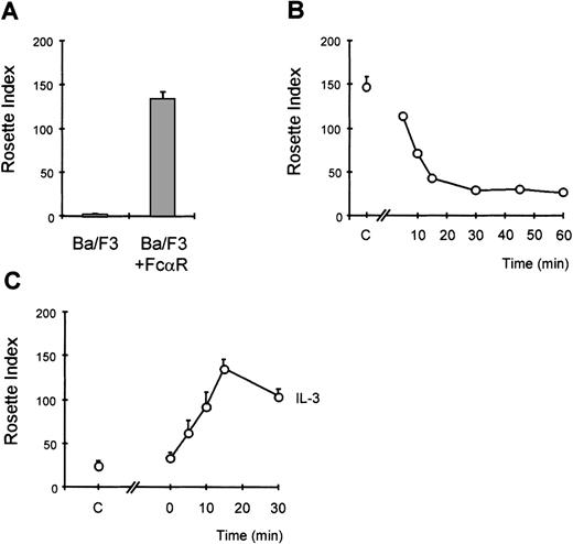 Fig. 2. Cytokine-induced activation of FcR in Ba/F3 cells. / Immunoglobulin A (IgA)-binding assays were performed with Ba/F3_FcαR cells. In (A), the binding of IgA beads to Ba/F3_FcαRwt cells was compared with that of untransfected cells (Ba/F3). To study the effect of interleukin 3 (IL-3) on IgA binding, cells were washed and resuspended in IL-3-free medium with 0.5% fetal calf serum. In (B), time points indicate the period of IL-3 withdrawal prior to performing the assay (n = 2). In (C), the effect of IL-3 addition is shown, and the time points indicate for how long cells were stimulated with IL-3 prior to being incubated with IgA beads (n = 3). Subsequent to cytokine stimulation, IgA binding was performed. In all panels, results are expressed as rosette index (number of beads/100 cells) and as means ± SE.